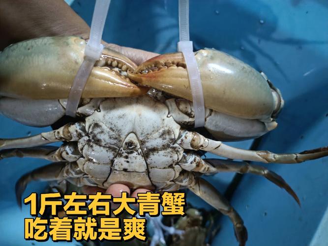 大青蟹价格多少钱一斤，大青蟹最大有多大