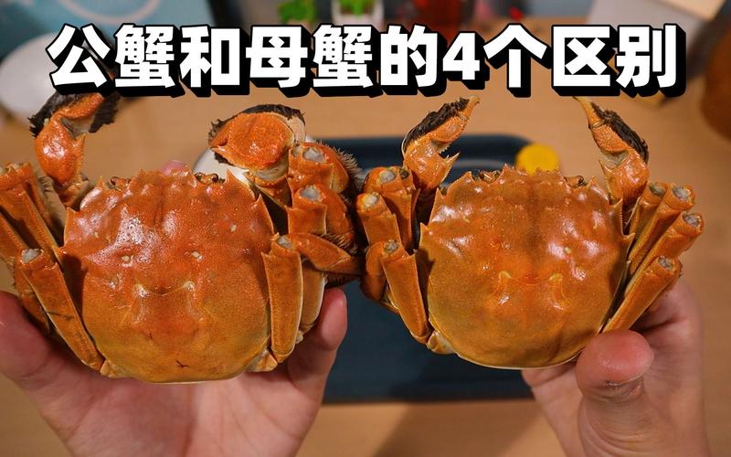 大闸蟹母蟹和公蟹哪个有膏，大闸蟹母蟹和公蟹的哪个好吃！