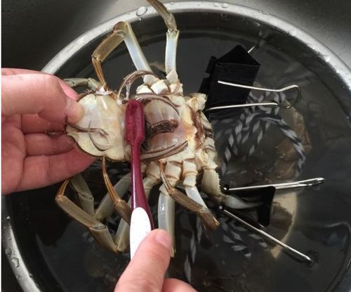 螃蟹怎么洗才干净视频，螃蟹怎么洗法视频螃蟹？